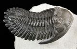 Flying Hollardops Trilobite - Great Eyes #57784-5